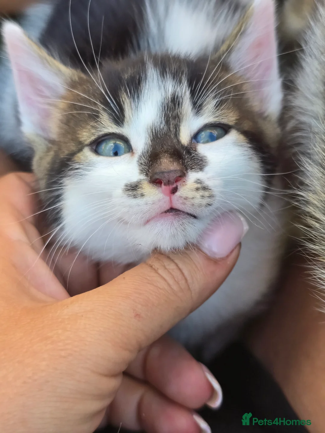 Bengal cats for sale: Bengal cross tabby Ready now in Croydon - Advert 10