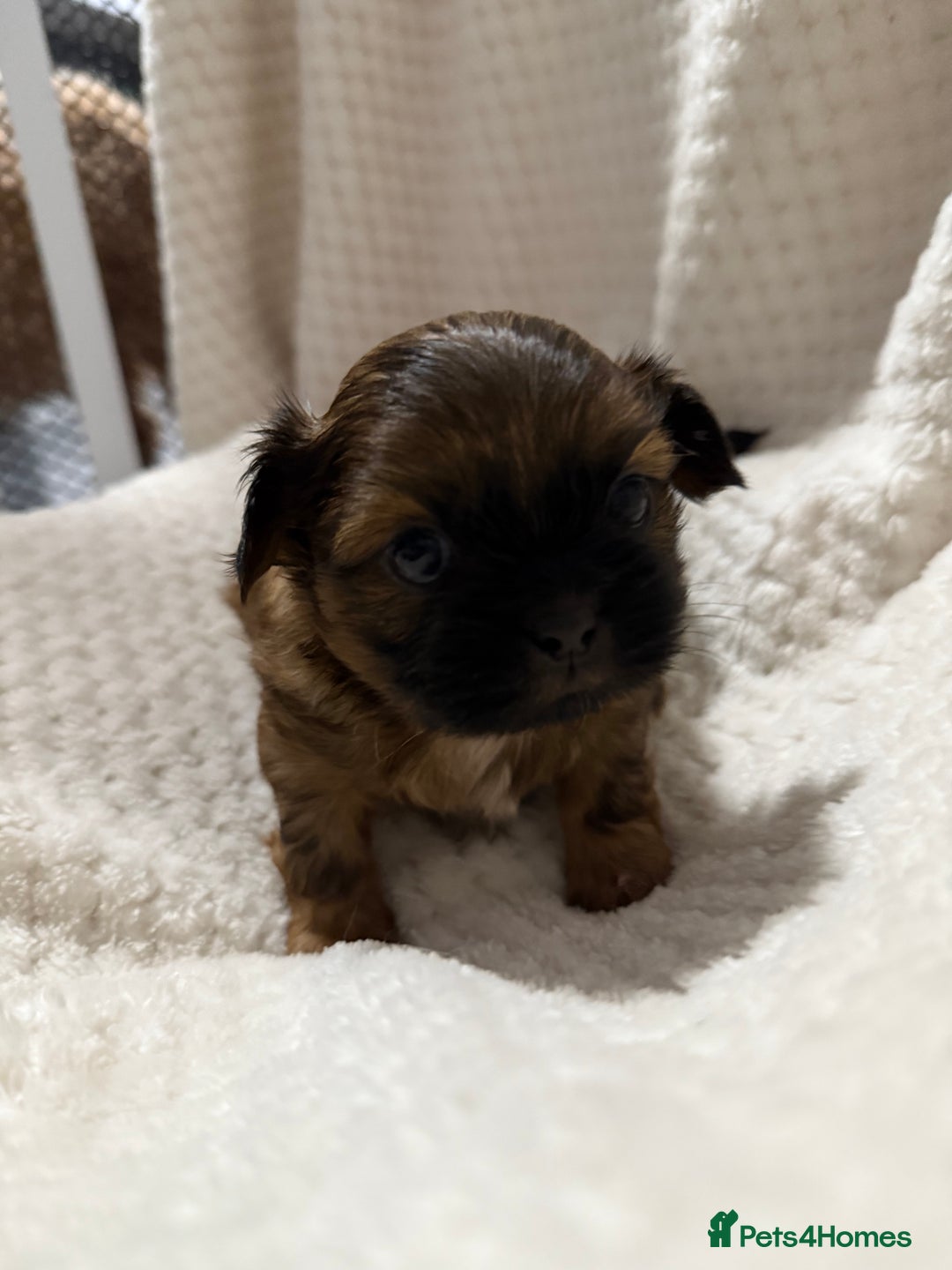 Shih Tzu dogs for sale: Shih tzu puppies  - Advert 14