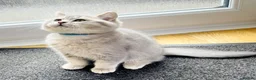 British Shorthair cats for sale: A Girl Available- GCCF/TICA British Shorthair  - Advert 6