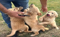 Goldendoodle dogs for sale: Healthy happy small golden retriever type puppies - Image 9