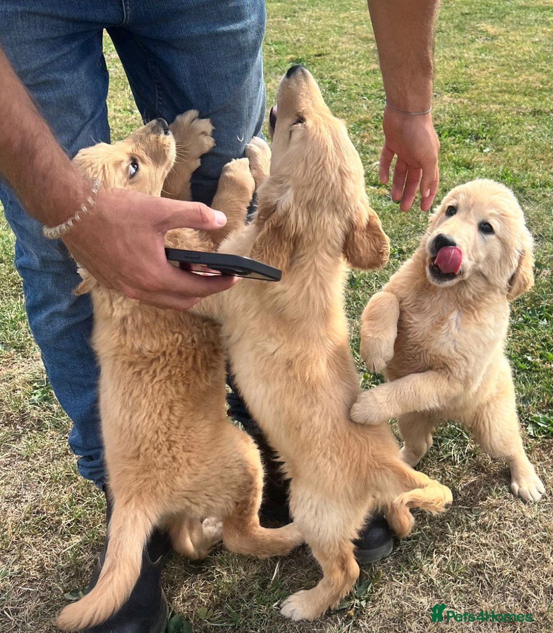 Goldendoodle dogs for sale: Healthy happy small golden retriever type puppies - Image 9