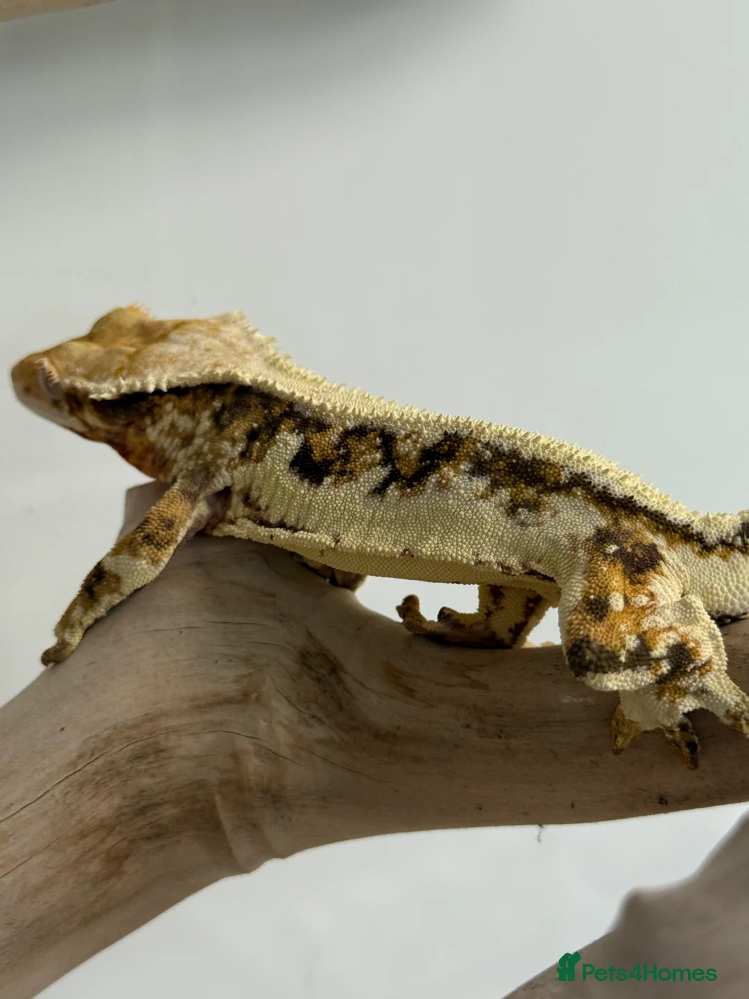 Gecko reptiles for sale: Variety of crested geckos for sale  - Advert 8