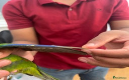 Parrots birds for sale: Semi-tamed kakariki  - Image 3
