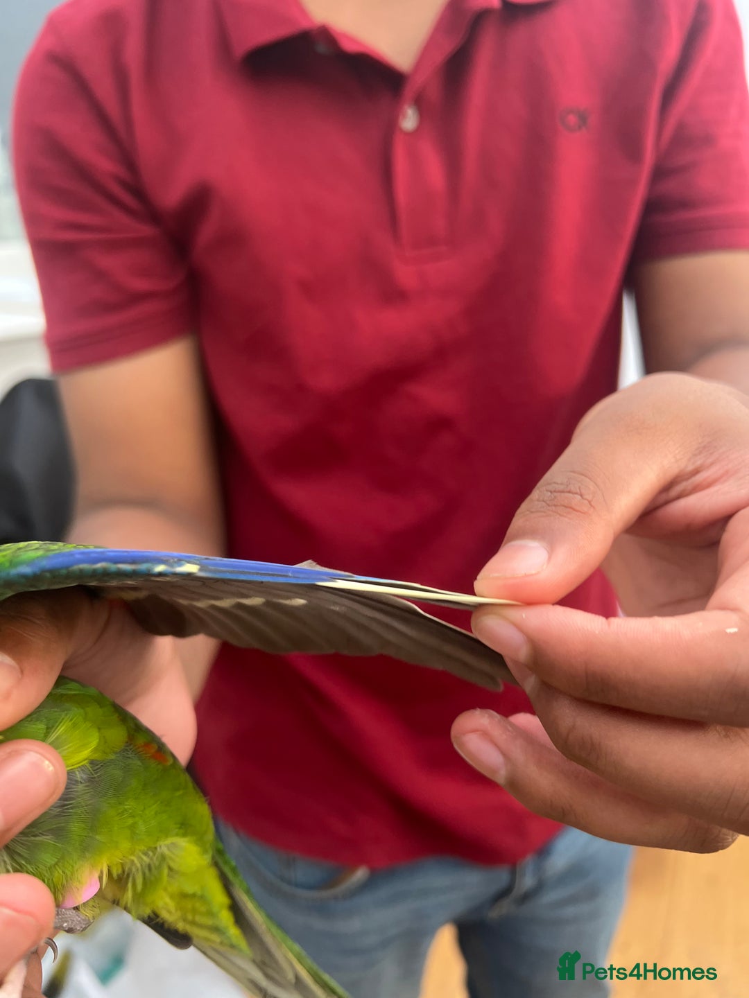 Parrots birds for sale: Semi-tamed kakariki  - Image 3