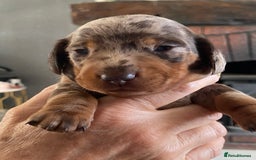 Miniature Dachshund dogs for sale: Smooth Coat Mini Dachshund - Image 9