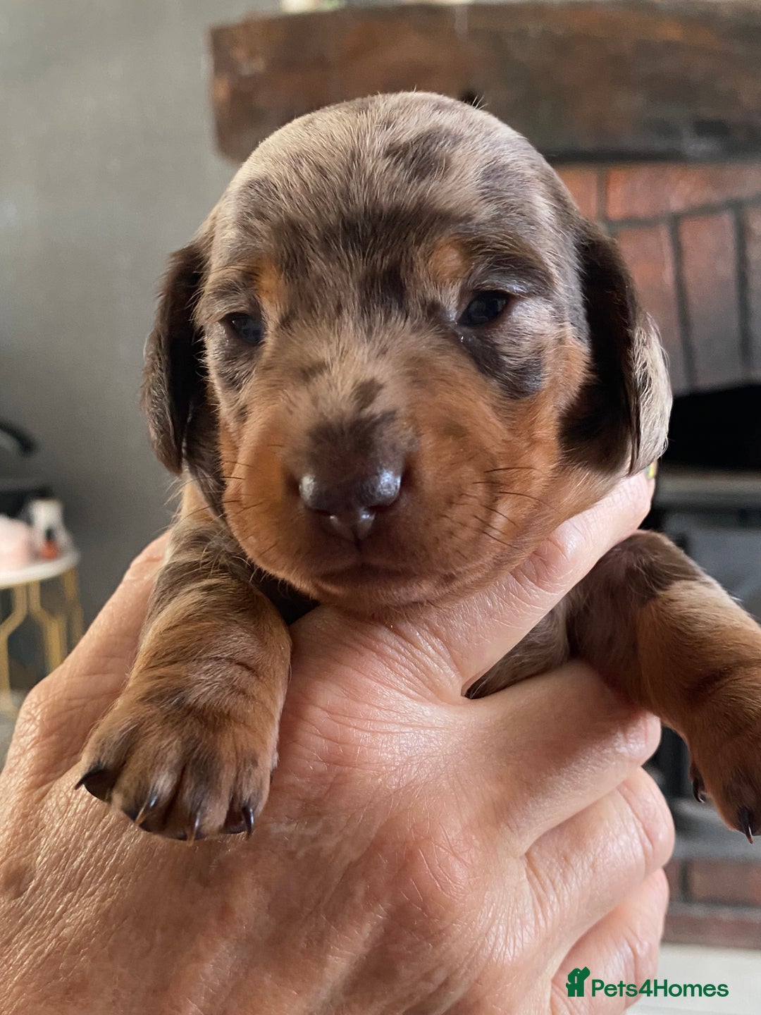 Miniature Dachshund dogs for sale: Smooth Coat Mini Dachshund - Image 9