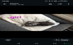 Ragdoll cats for sale: Ragdoll x British shirt hair - Image 10