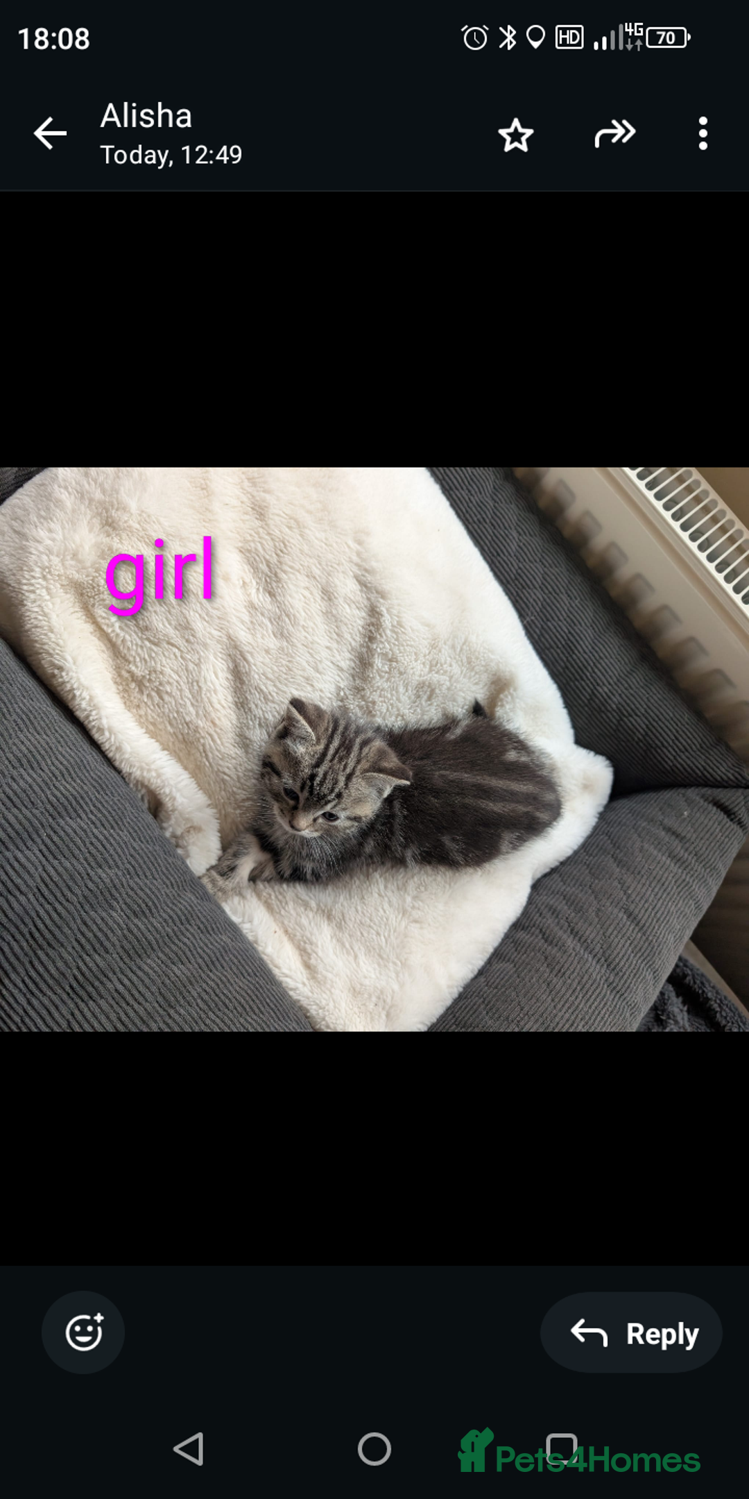 Ragdoll cats for sale: Ragdoll x British shirt hair - Image 10