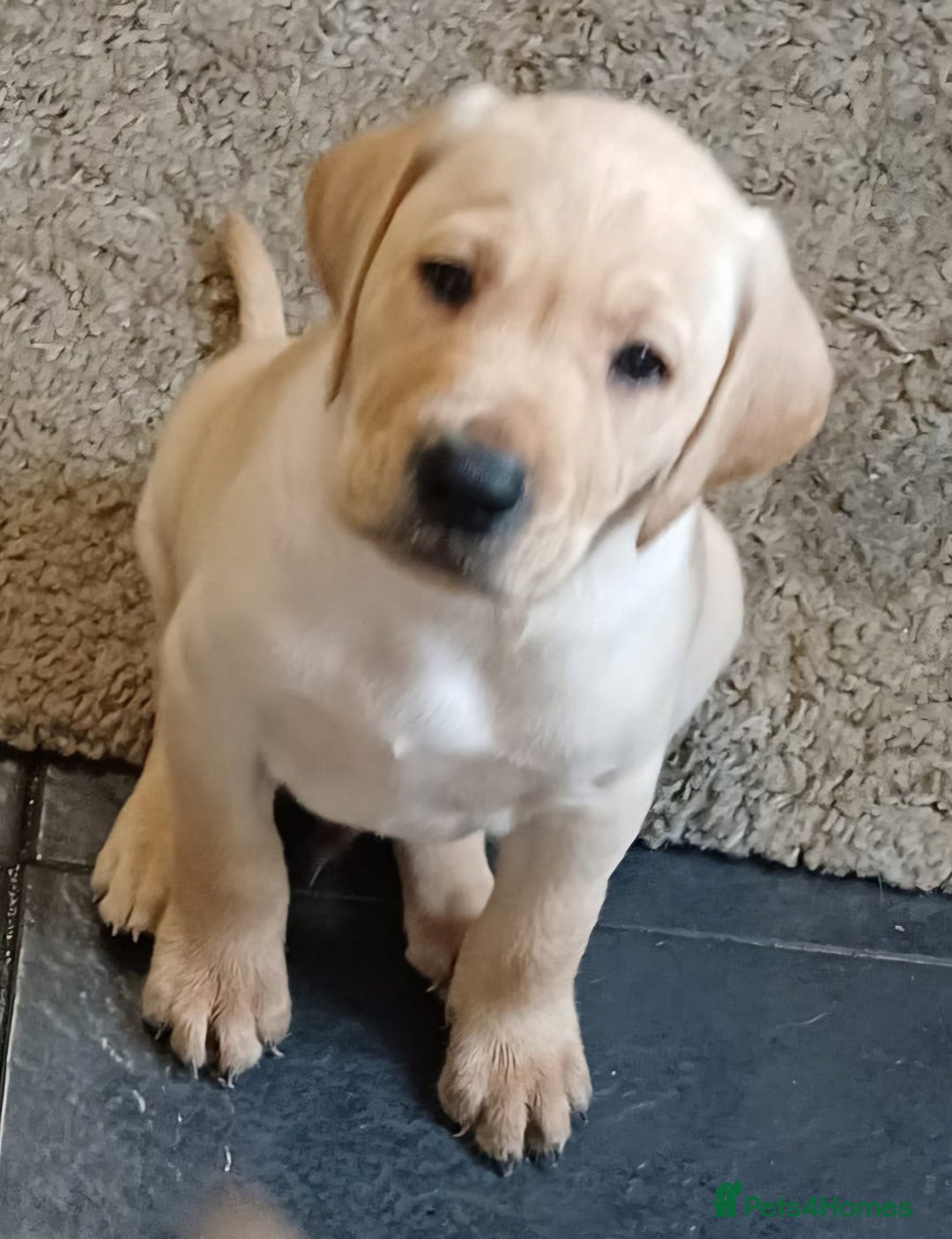 Labrador Retriever dogs for sale: PUPPIES 🐶 🐾  - Advert 3