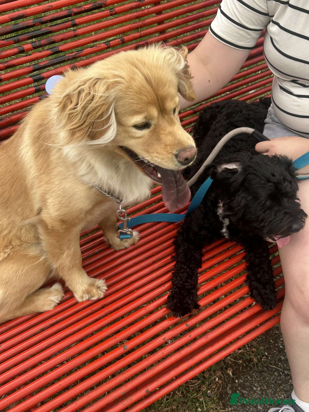 Mixed Breed dogs for sale: Bailey (CockerChow) - looking for a forever Family - Image 4