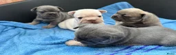 French Bulldog dogs for sale: French bulldog  in Maidstone - Advert 21