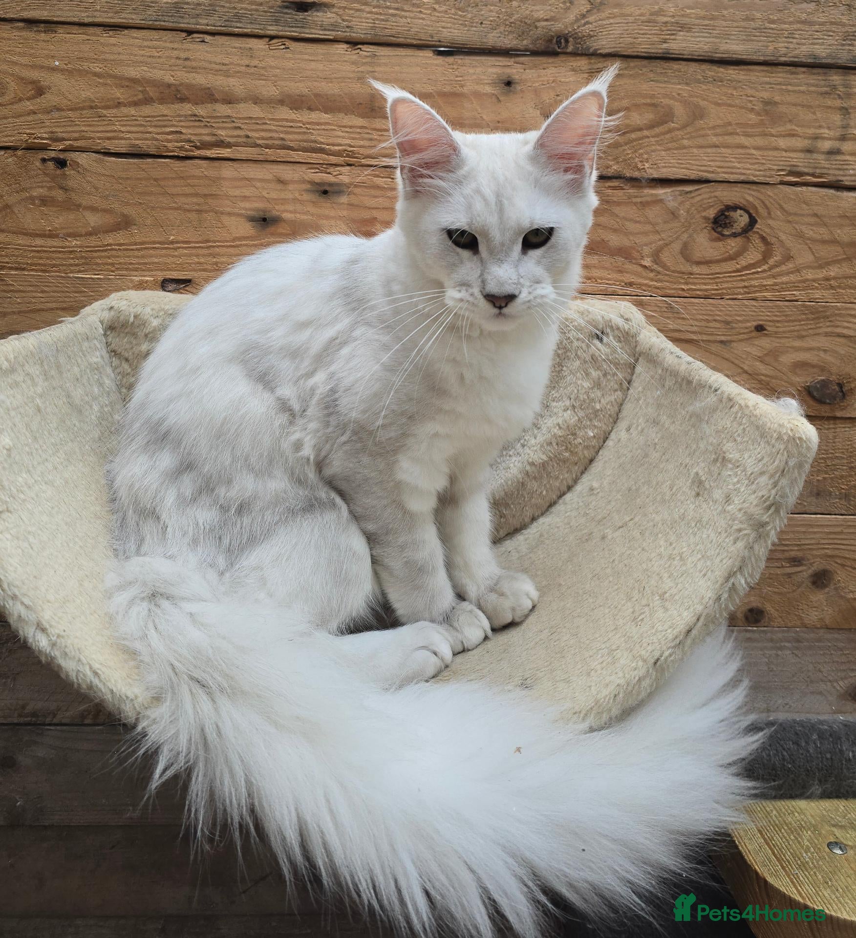Maine Coon cats for sale: RARE Blue Silver Shell Maine Coon  - Advert 1