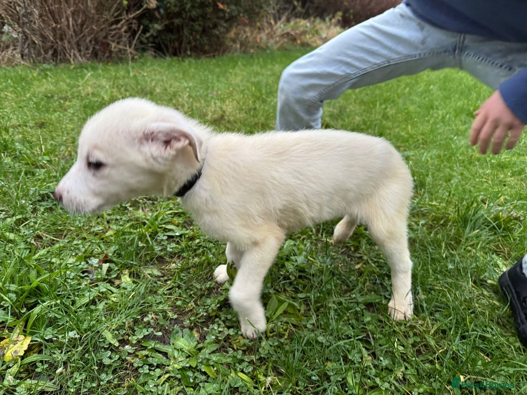 Mixed Breed dogs for sale: Handsome mixed breed boys - Advert 2