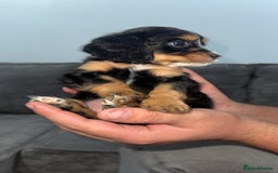 Mixed Breed dogs for sale: Cockalier Puppy (girl) - Image 3