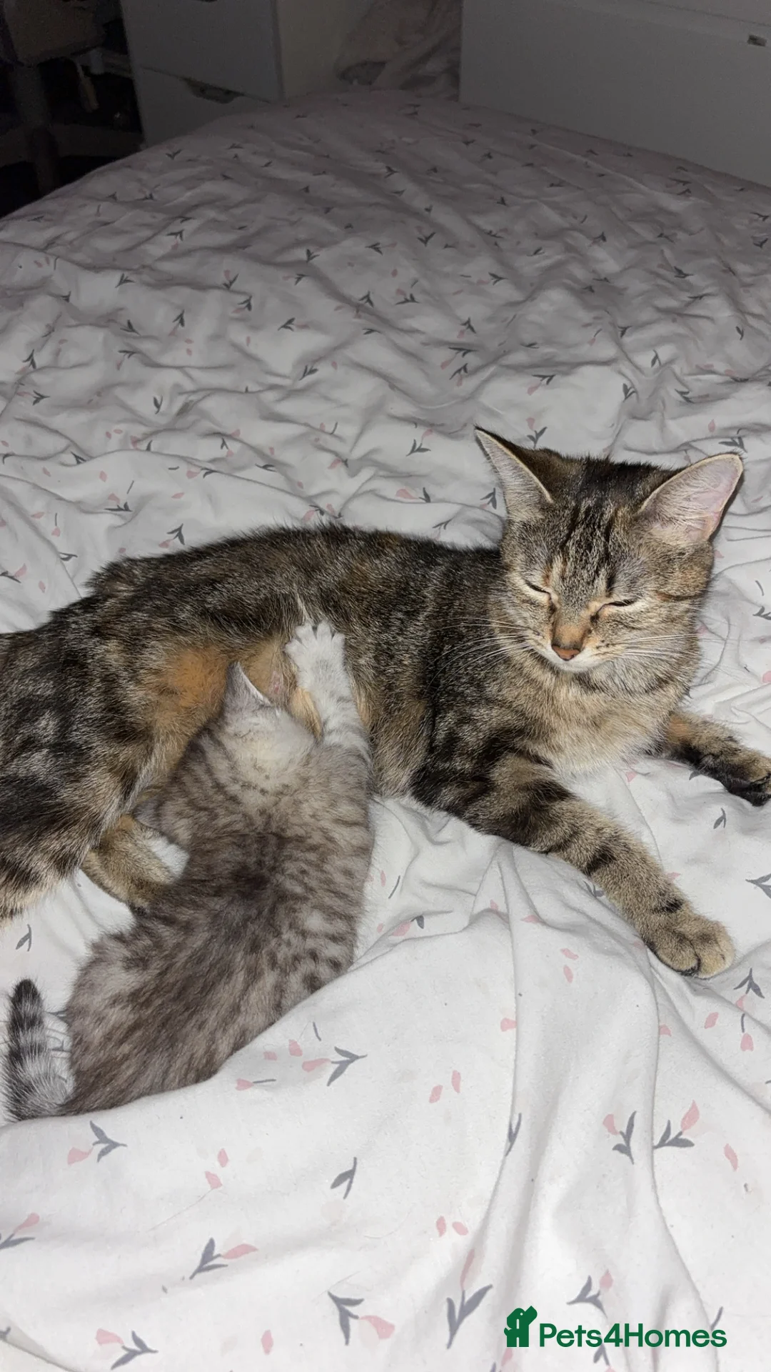 Domestic Shorthair cats for sale: Female Cat- **  in Stoke-on-Trent - Advert 6