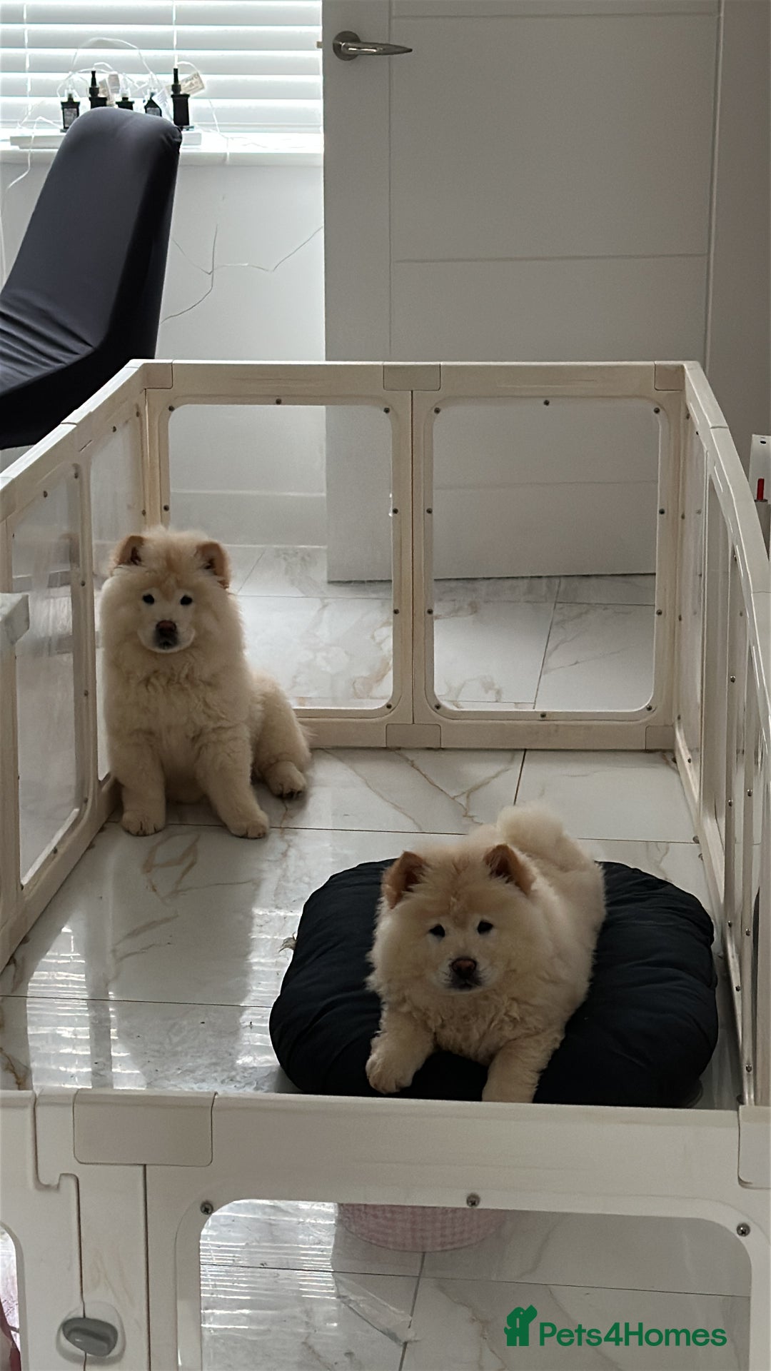 Chow Chow dogs for sale: 2 Chow Chow females - Advert 4