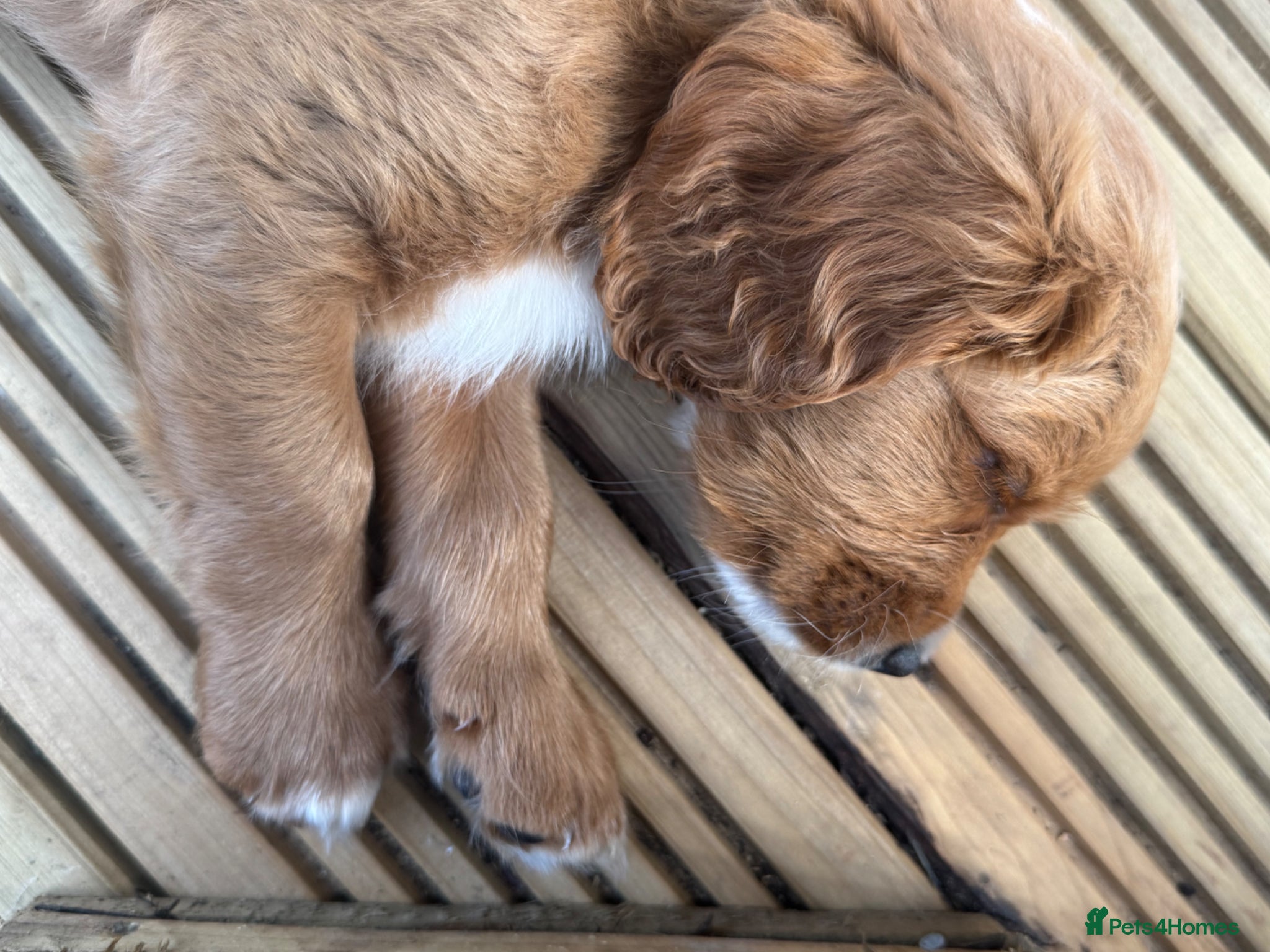 Cavapoo dogs Dog Trainer’s Cavapoo fur babies   - Advert 2