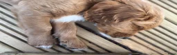Cavapoo dogs for sale: Dog Trainer’s Cavapoo fur babies   - Advert 2