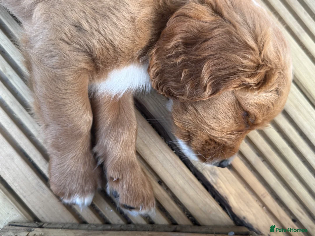 Cavapoo dogs for sale: Dog Trainer’s Cavapoo fur babies   - Advert 2