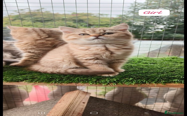 British Shorthair cats - Advert 7