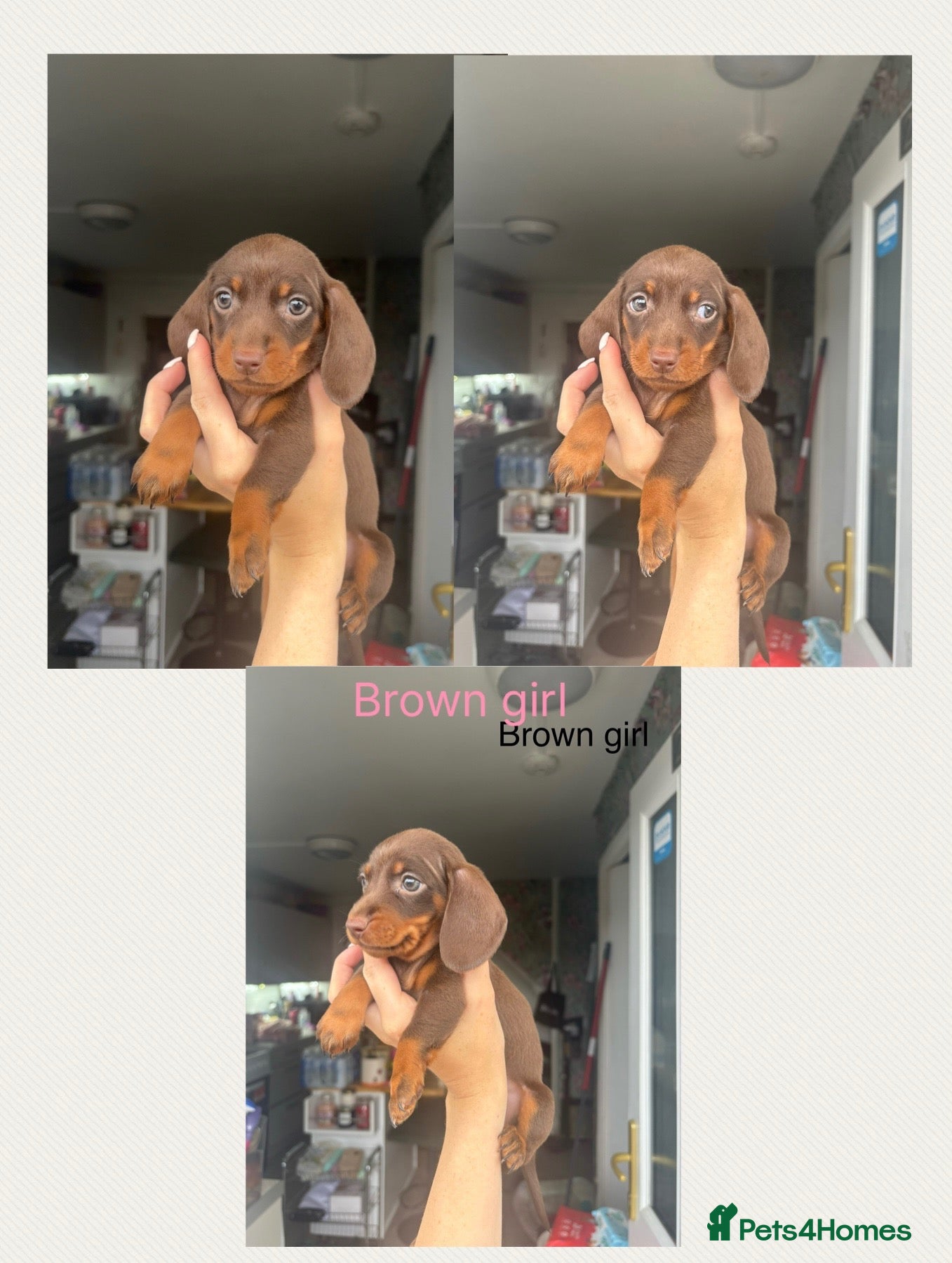 Miniature Dachshund dogs Beautiful mini dachshunds for sale  - Advert 1