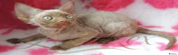 Devon Rex cats for sale: Beautiful Devon Rex Kittens For Sale - Advert 8