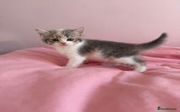British Shorthair cats for sale: Gorgeous mixture of kittens.  - Image 8