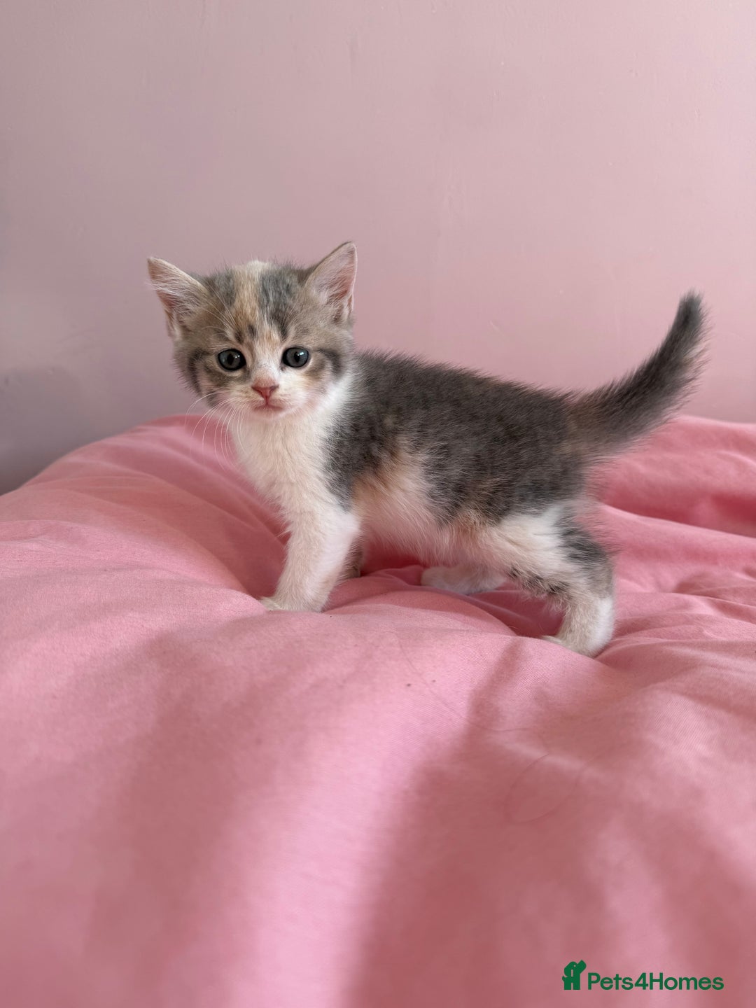 British Shorthair cats for sale: Gorgeous mixture of kittens.  - Image 8