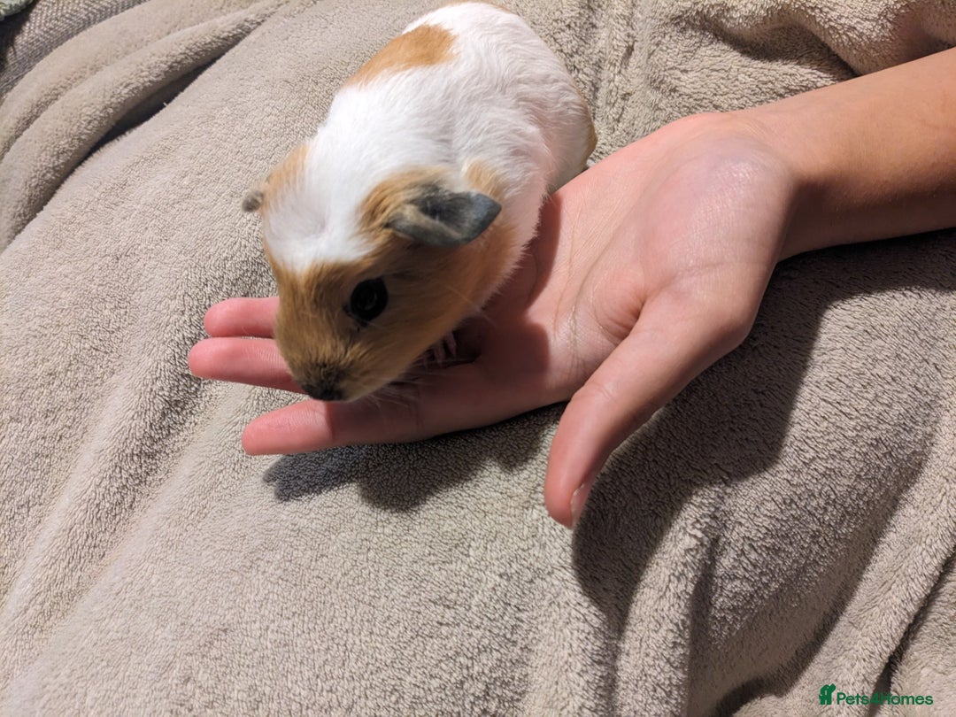 Guinea Pig rodents for sale: Baby guinea pigs  - Advert 4