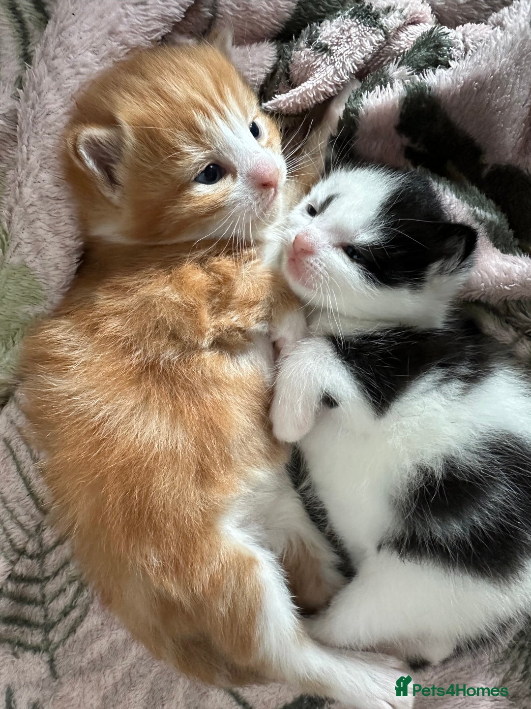 British Longhair cats for sale: Two gorgeous kittens  - Image 6