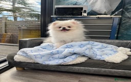 Pomeranian dogs for sale: Pomeranian Last Boy - Image 40