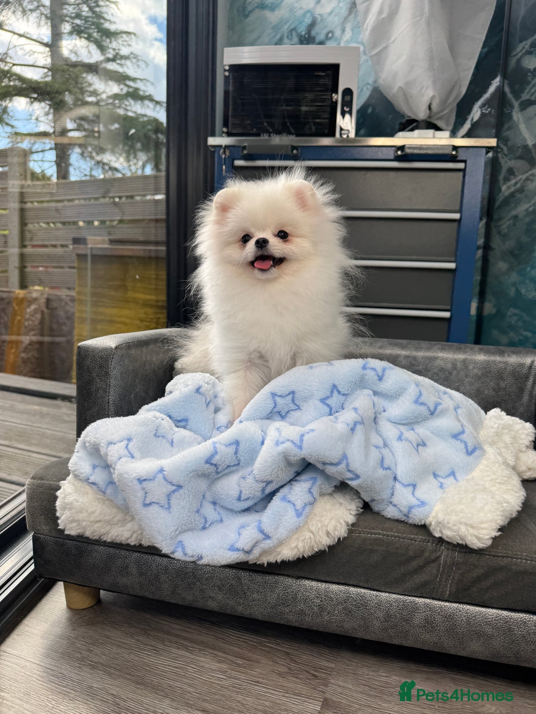 Pomeranian dogs for sale: Pomeranian Last Boy - Image 40