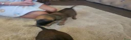 Belgian Shepherd Dog dogs for sale: Outstanding Belgium malinois puppies  - Advert 15