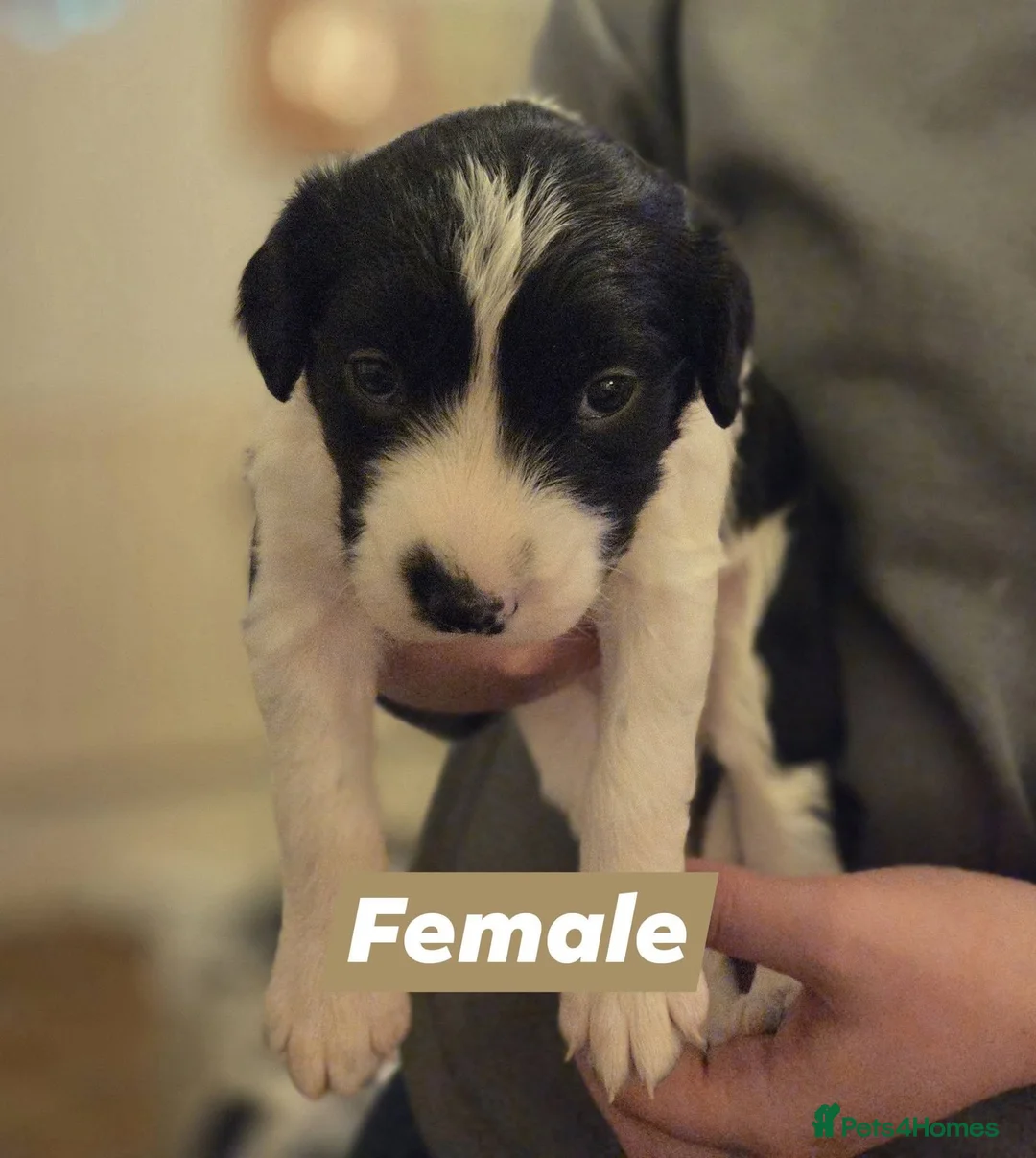Sprollie dogs for sale: Sprollie Pups in Merthyr Tydfil - Advert 2
