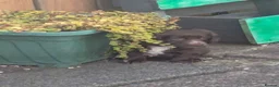 Cocker Spaniel dogs for sale: Wee brown and white cocker girl in Kilmarnock - Advert 3