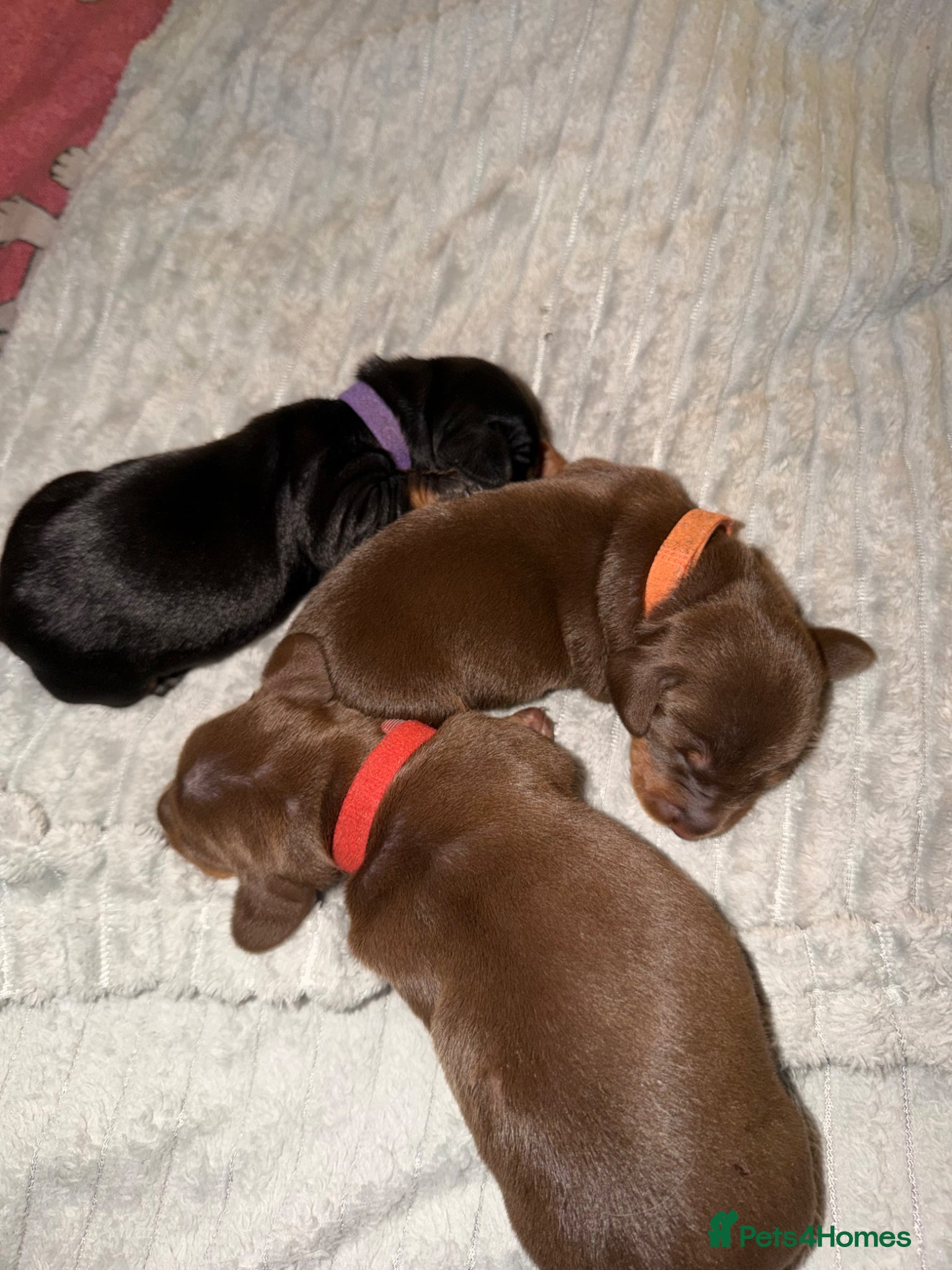 Dachshund dogs for sale: gorgeous puppy dachshunds for sale in Portsmouth - Advert 1