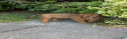 Mixed Breed dogs for sale: 🐾3 GIRLS LEFT🐾 - Advert 13