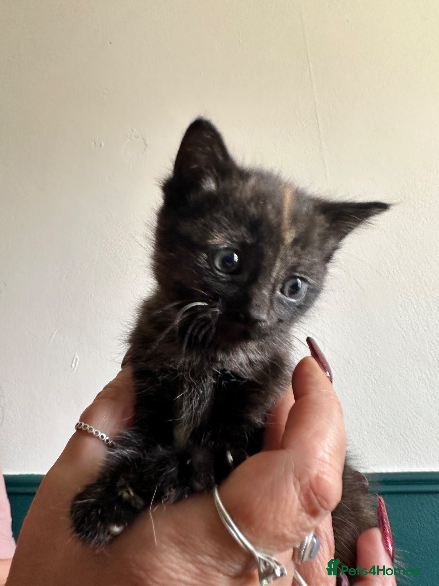 Mixed Breed cats 6 Mixed Gender Kittens Available  - Advert 18