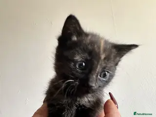 Mixed Breed cats 6 Mixed Gender Kittens Available - Advert 18