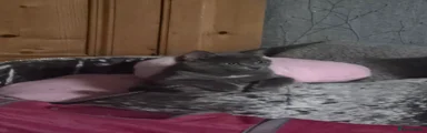 Tia