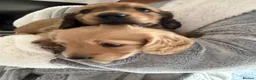 Miniature Dachshund dogs for sale: Exceptional KC Registered Miniature Dachshunds  - Advert 4