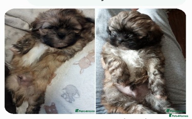 Shihpoo dogs - Advert 2