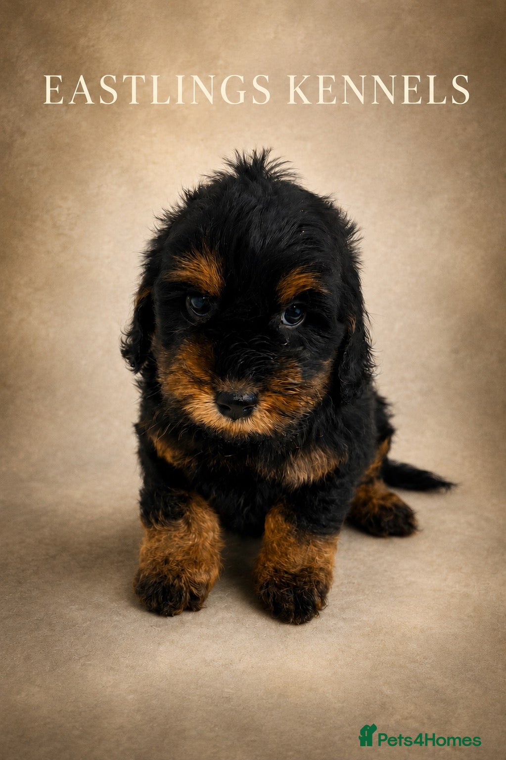 Cockapoo dogs F1 cockapoos  - Advert 1