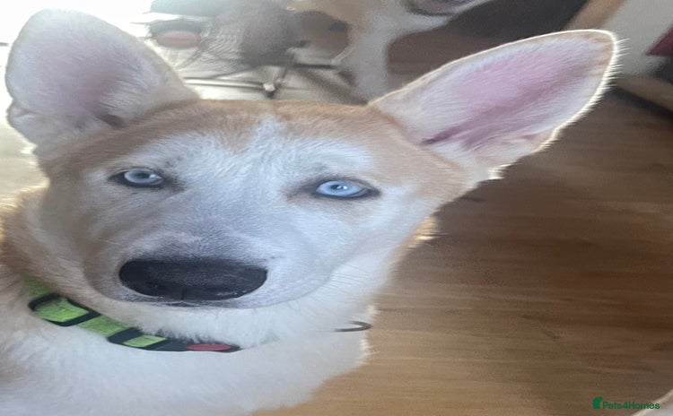 Huskita dogs - Advert 1