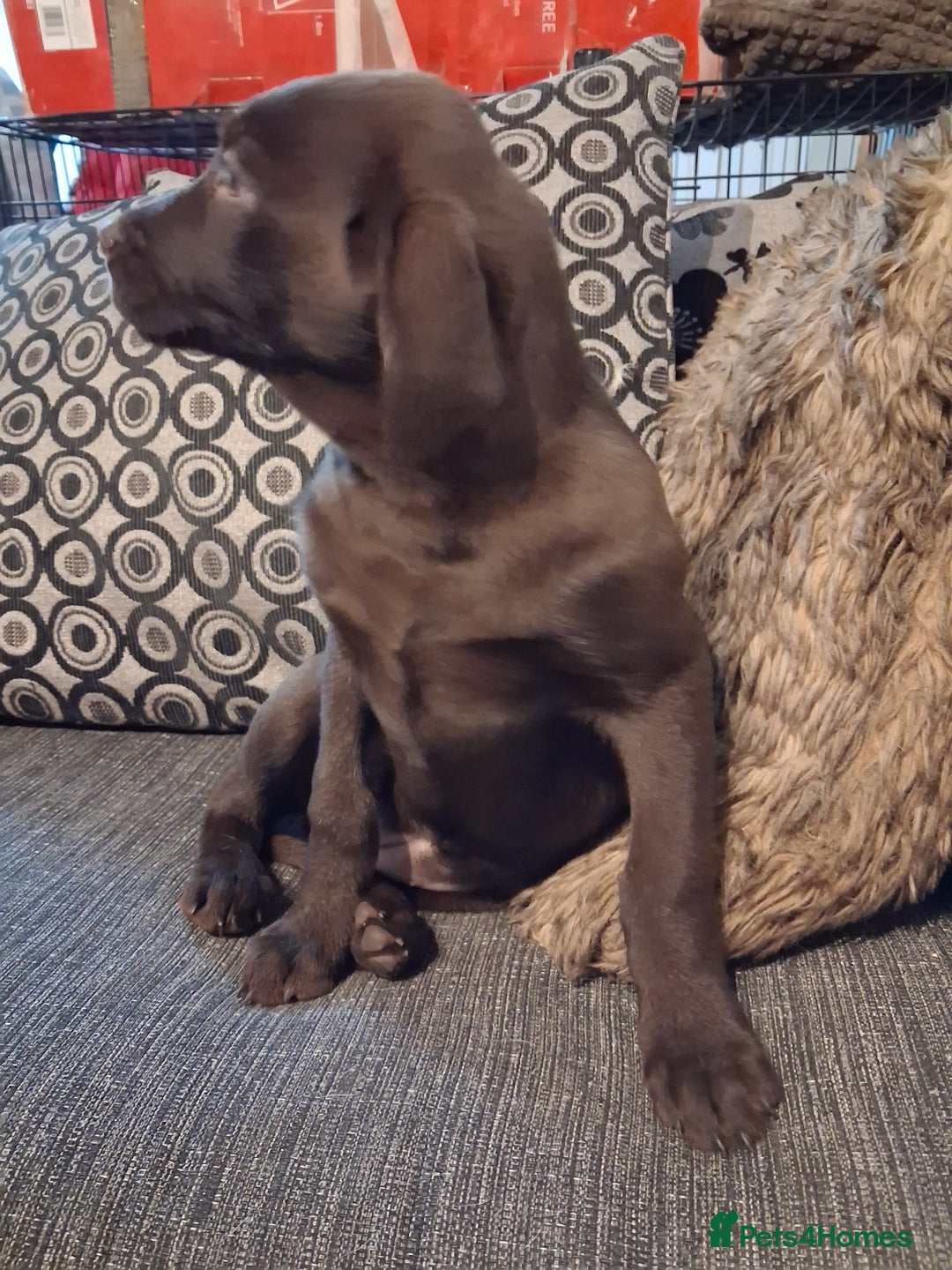 Labrador Retriever dogs for sale: ***chocolate labrador puppy*** - Advert 7