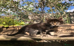 Maine Coon cats for sale: Maincoon kittens ready now  - Image 10