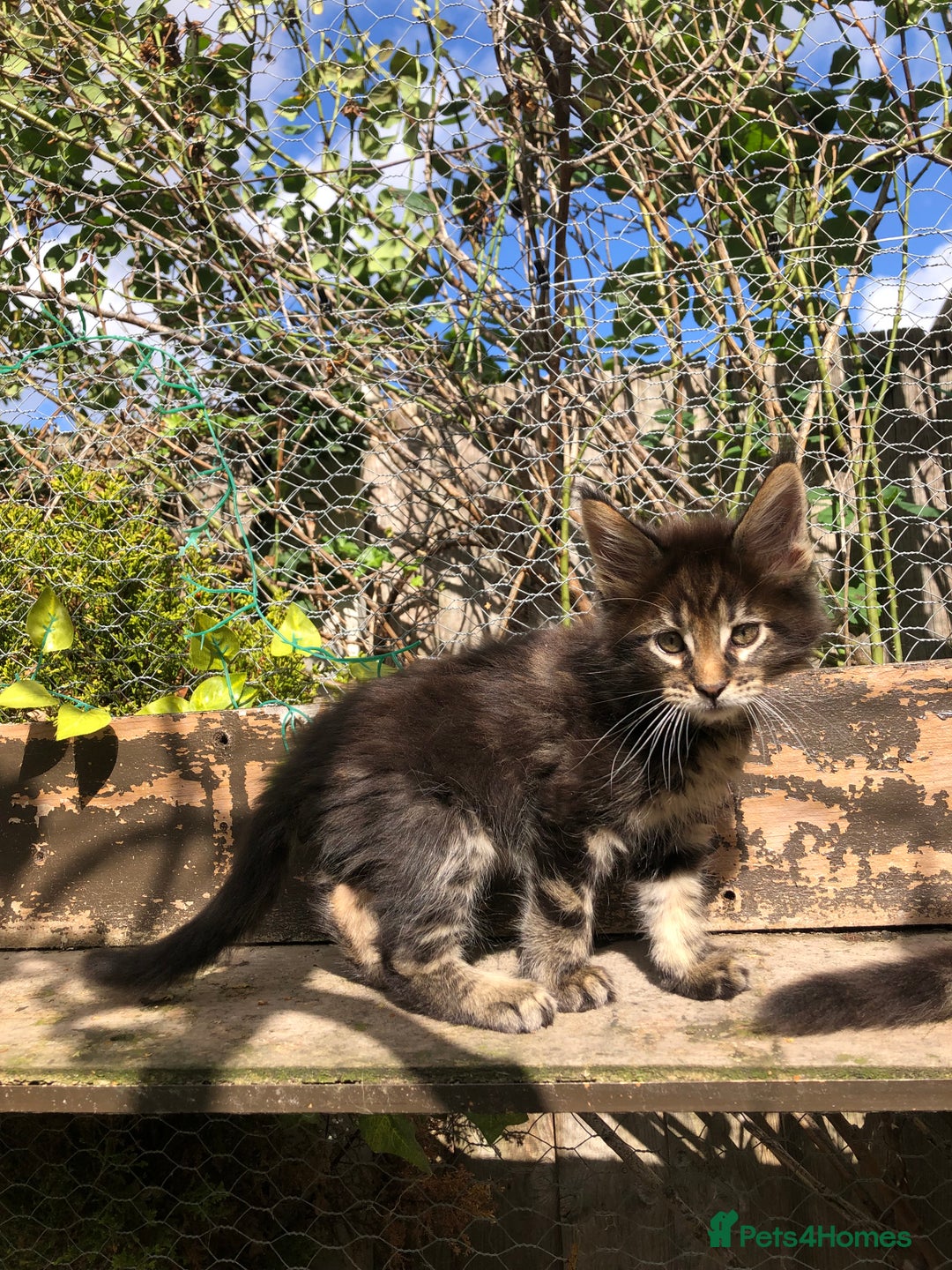 Maine Coon cats for sale: Maincoon kittens ready now  - Image 10