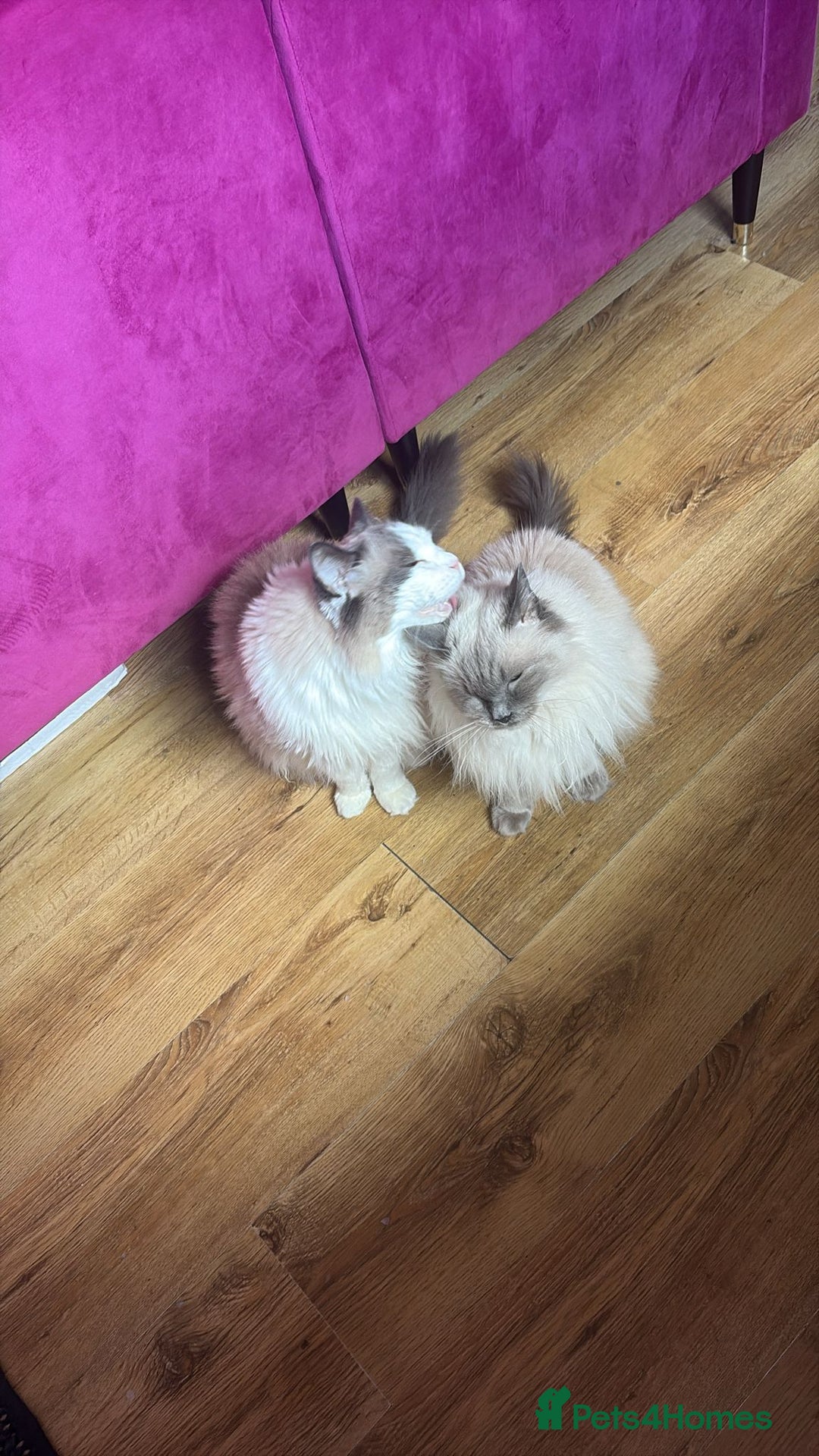 Ragdoll cats for sale: Two loving beautiful rag dolls  - Advert 3