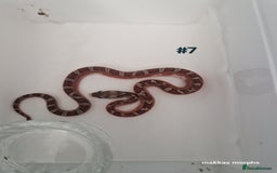 Corn Snake reptiles for sale: Scaleless & het scaleless bloodred pied sided - Image 7