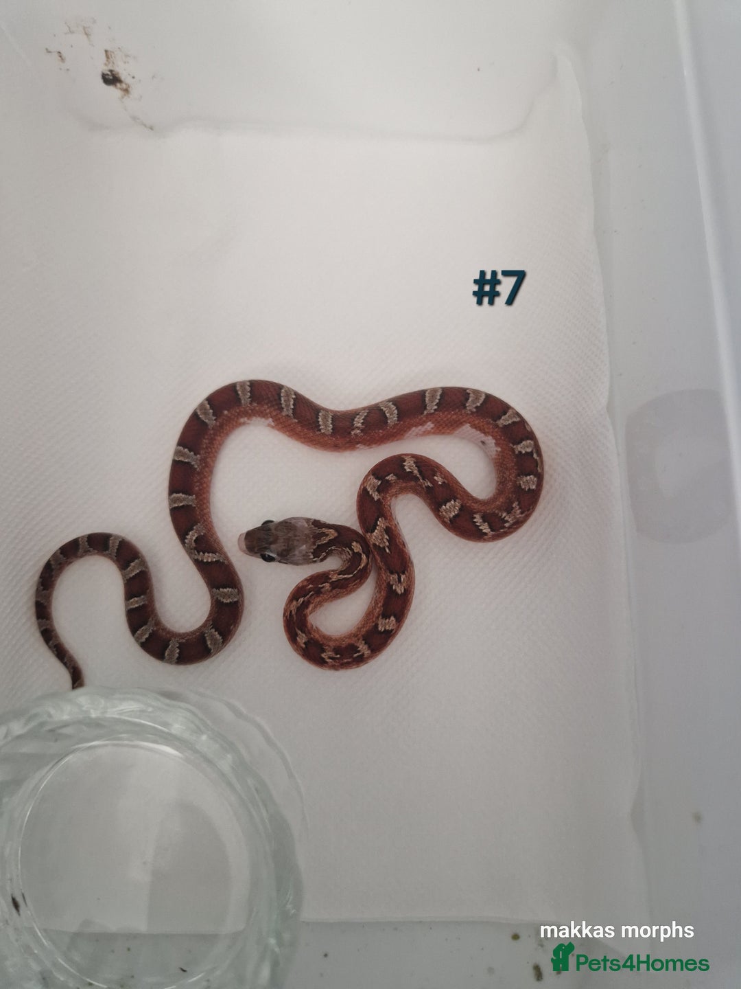 Corn Snake reptiles for sale: Scaleless & het scaleless bloodred pied sided - Image 7